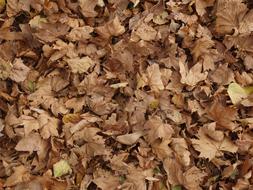 Leaves Ground Texture Platanen