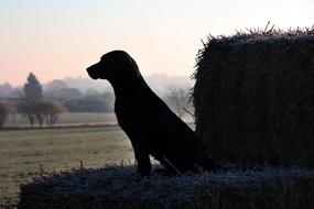 Dog Winter Outdoor