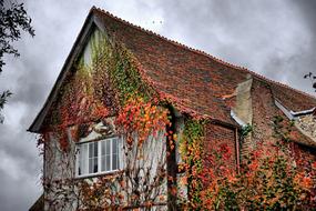 Colorful, old house in ivy plants, in Faversham, Kent, England, under the sky with clouds