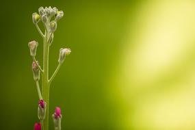 green flower petal