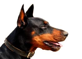 Dog Doberman Animal World