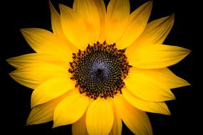 Nature Plant Flower