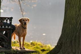 Dog River Park