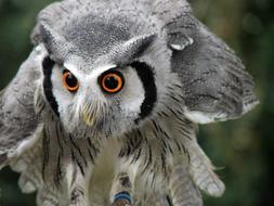 Owl Bird Raptor