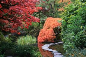 Japanese trees in the garden