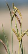 beautiful plant sprout