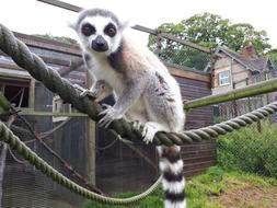 Ring-Tailed Lemur Mammal