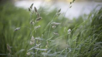 grass thin close up