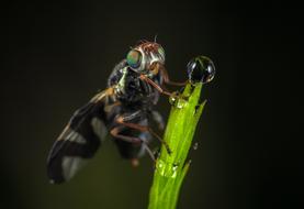 Insect Fly Nature Living