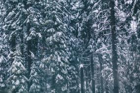 cold snow forest