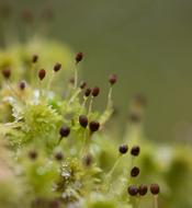 moss closeup
