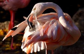 Flamingo Bird Colorful Tierpark