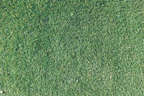 Green Grass Texture