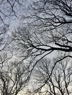 Natural Branches Forest