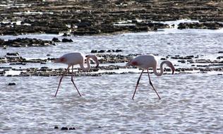 Birds Waders Pink Flamingo