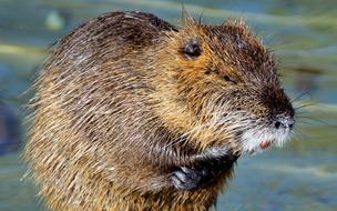 Nutria Rodent Water Rat Species Of