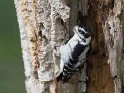 Downy Woodpecker Dryobates