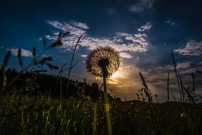 fluffy dandelion in the sun