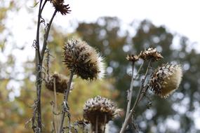 withered petals