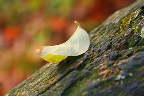 Leaf Tree Bark