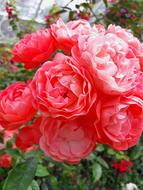red bouquet in the garden