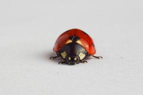 Ladybug Ladybird