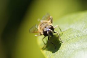 Nature Insect Animal World