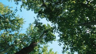 leafy green with trees