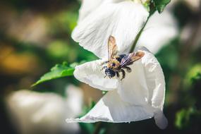 Bee Insect on white Flowers in garden