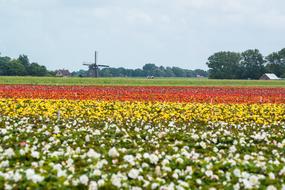 a field of flowers in a green meadow