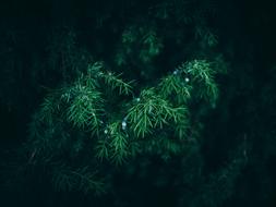 green Christmas tree in the dark