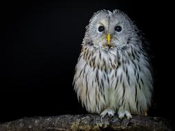 Bird Owl Ural