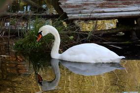 Swan Lake Nature Water