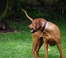 Dog Ridgeback