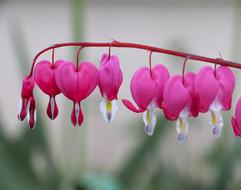 Nature Flower Plant