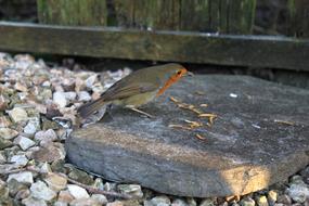 Bird Robin Redbreast