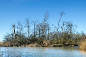old trees on the island by the river