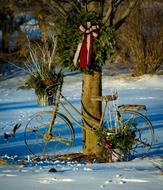 bicycle by the tree