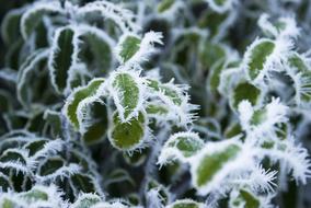 Leaves Frozen Winter