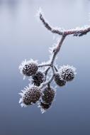 Tree Seeds Frozen