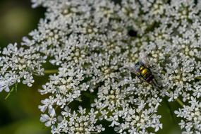 Fly Insect Macro