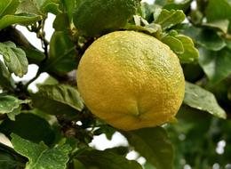 sour lemon on a tree