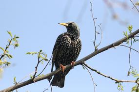 Bird Nature Wildlife