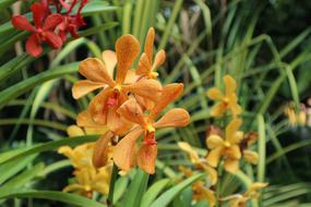 Orange orchid in the garden is beautiful