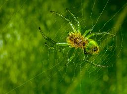 Spider Insect Web