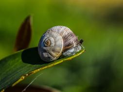 snail on the grass in the garden
