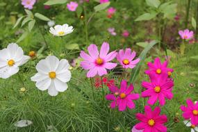 pink flowers in the grass in the garden