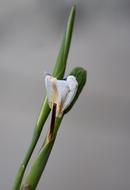little white flower on the grass