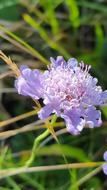 Cornflower Summer Flower