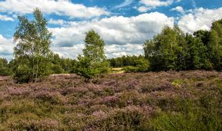 Heide Heather Eifel Drover